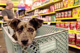 No Dogs in Shopping Carts – Publix Enforcing Service Pet Policies